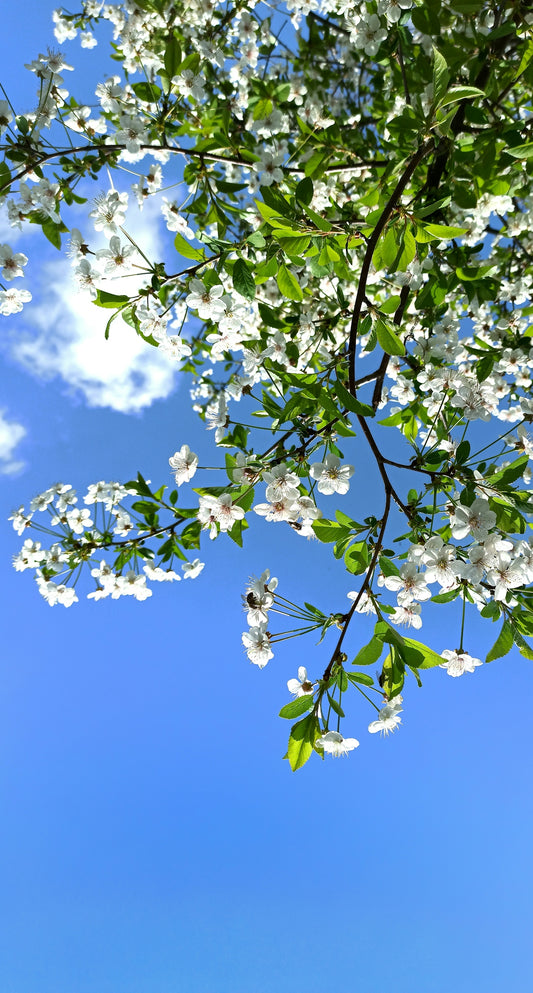 white flowers under blue sky during daytime