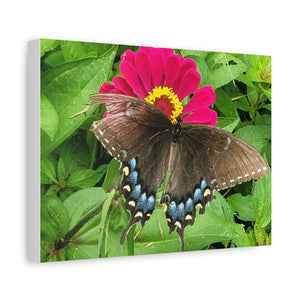 Beautiful Butterfly Sucking Nectar Matte Canvas, 12" X 9"