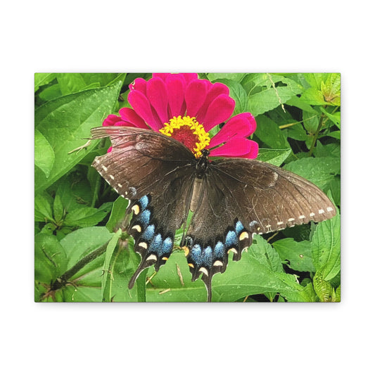 Beautiful Butterfly Sucking Nectar Matte Canvas, 12" X 9"